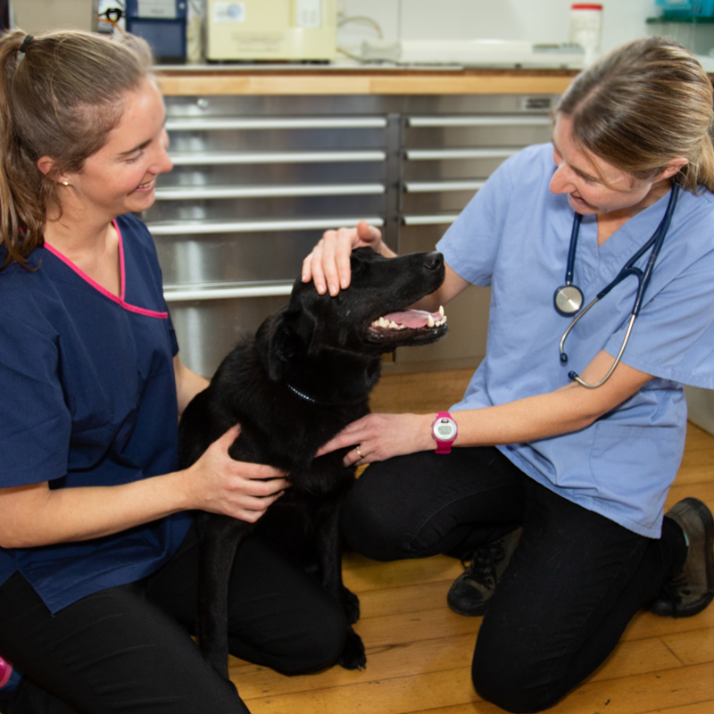 Vet Clinic Warkworth - Pet Services - Dog